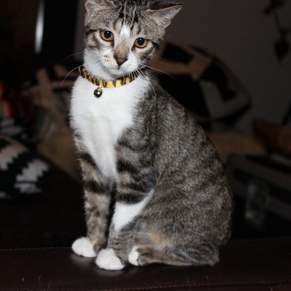 Meet your Posher, Fernando - Picture 1 of 1